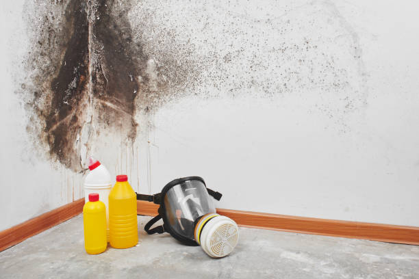 Best Mold Testing and Inspection Services in Auberry, CA