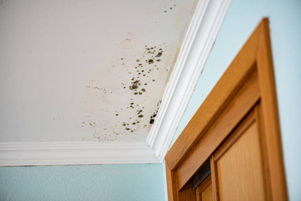 Best Commercial Mold Remediation in Auberry, CA