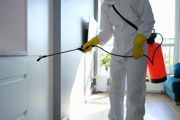 Best White Mold Remediation in Auberry, CA
