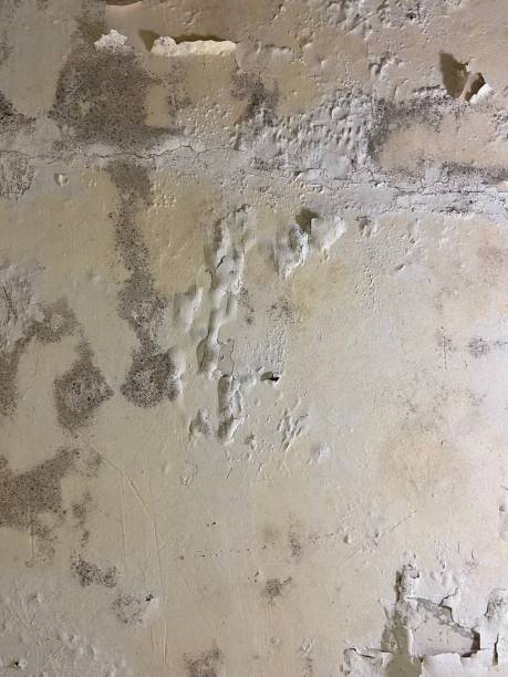 Reliable Auberry, CA Mold Remediation Solutions