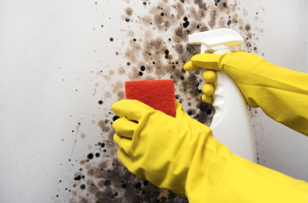 Best Mold Remediation for Schools in Auberry, CA
