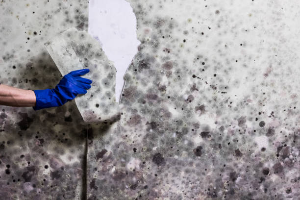 Best Health and Safety Mold Remediation in Auberry, CA