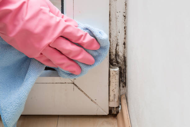 Best Post-Remediation Services in Auberry, CA