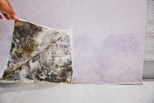 Best Black Mold Remediation in Auberry, CA
